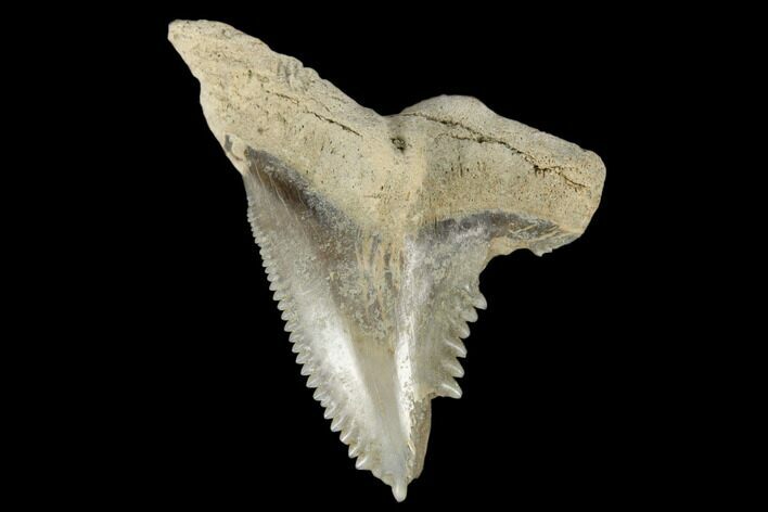 Bargain, Snaggletooth Shark (Hemipristis) Tooth - Aurora, NC #180093